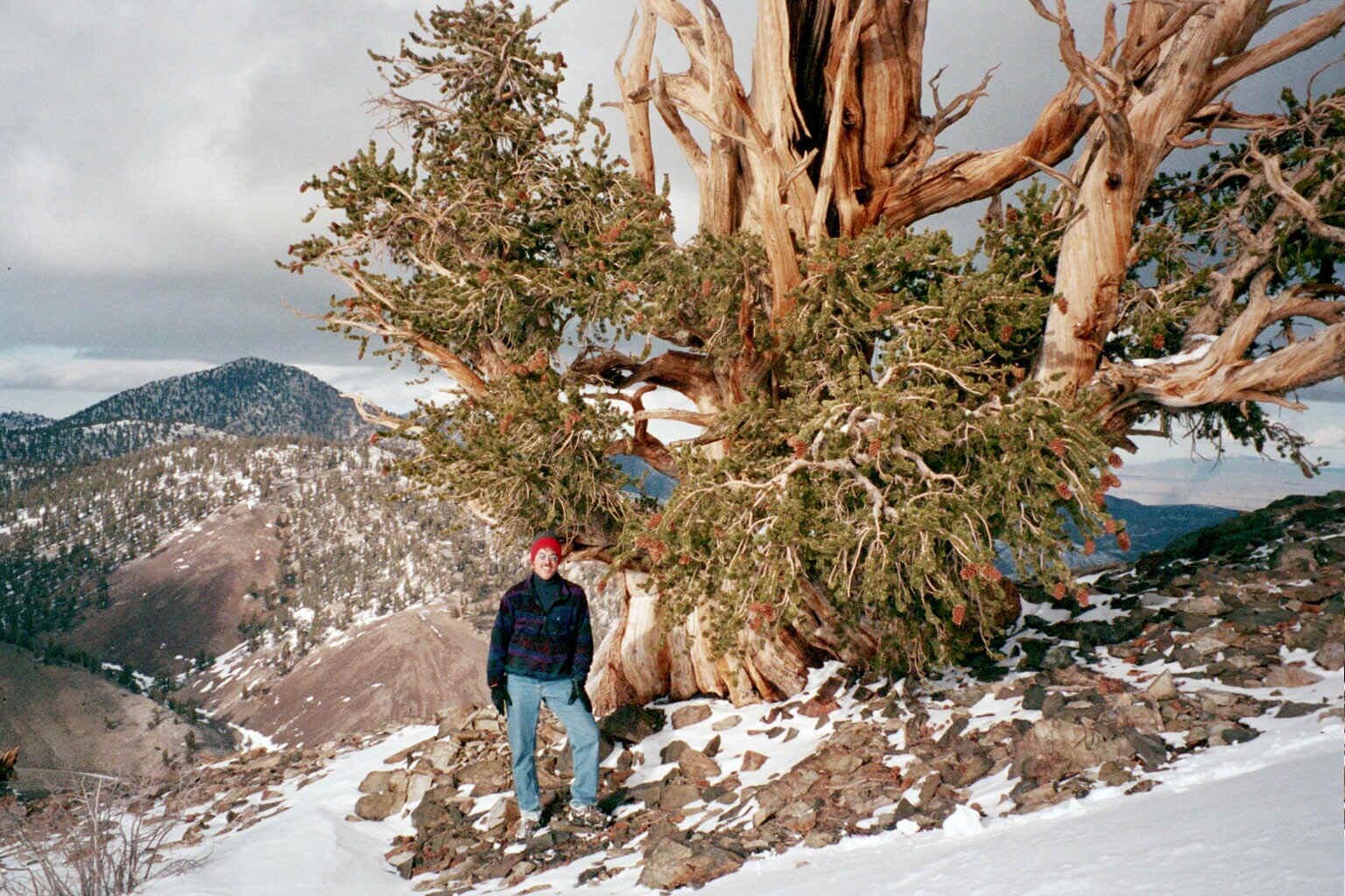 White Mountain Research Station - April 2004