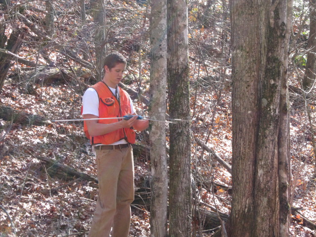 tree caliper measurement video clip