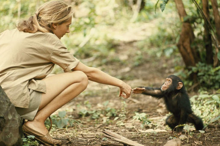 janegoodallbabychimp